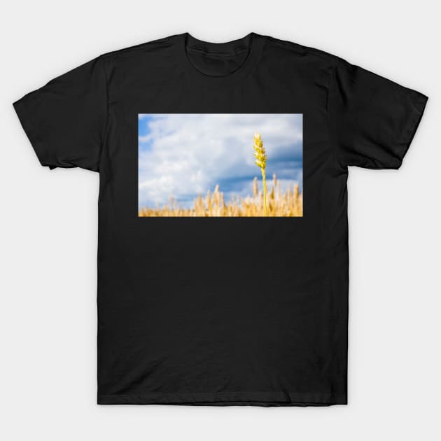 Wheat T-Shirt by ansaharju